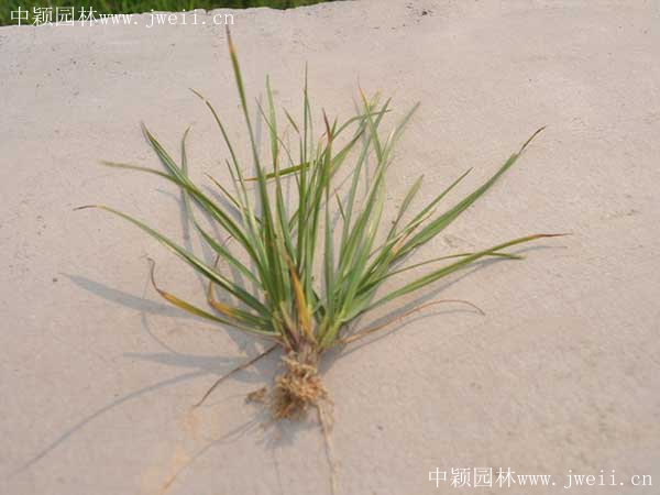 1567400559671379.jpg 百喜草1_副本.jpg