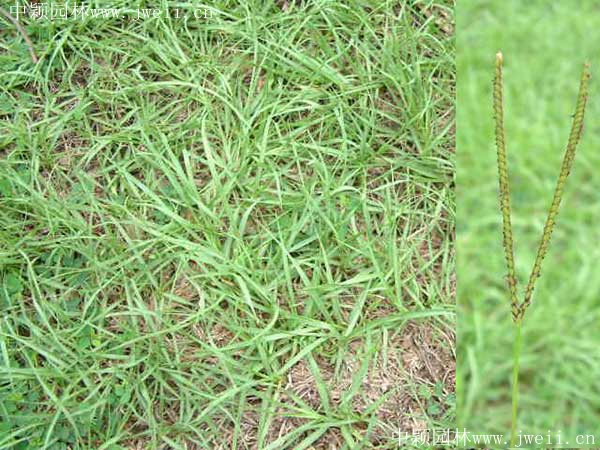 1567400567938426.jpg 百喜草2_副本.jpg