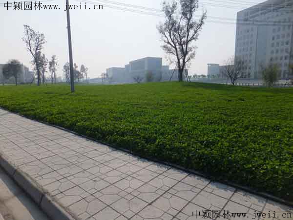 1567405182560587.jpg 白三葉草14.jpg