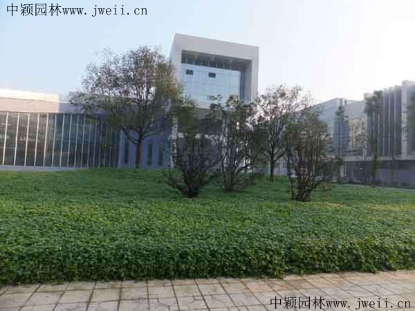 1567405195224246.jpg 白三葉草12.jpg