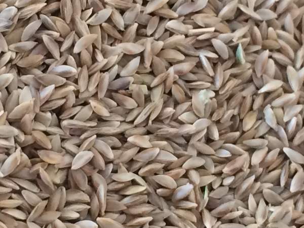 1567494987887631.jpg 狗牙根 (3).jpg