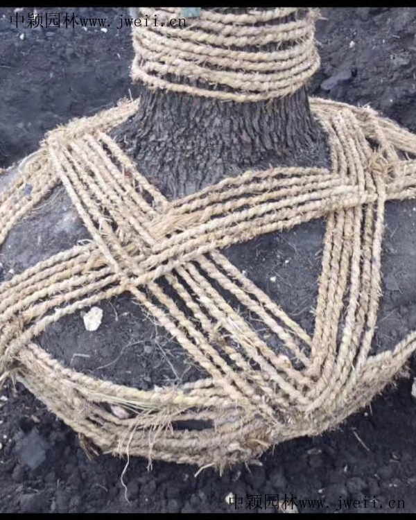 草繩17.jpg