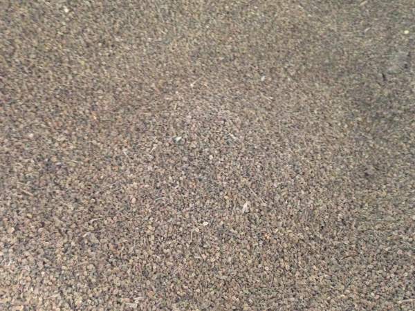 1567922811238624.jpg 野菊花 (2).jpg