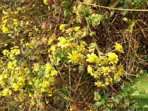 1567922870654850.jpg 野菊花2_副本.jpg