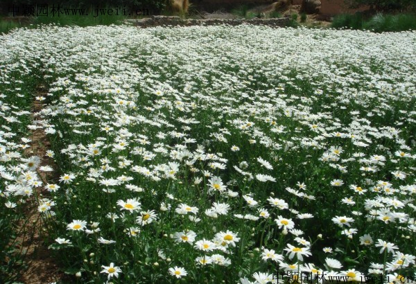 1567922890124975.jpg 野菊花4_副本.jpg