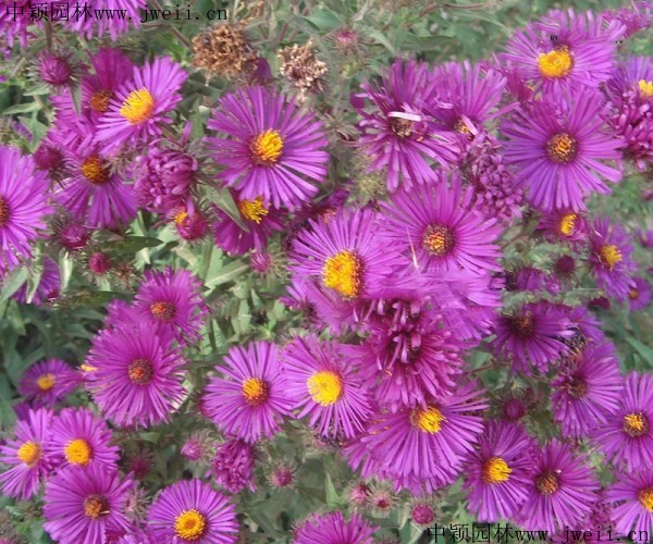 1567922898524864.jpg 野菊花5_副本.jpg