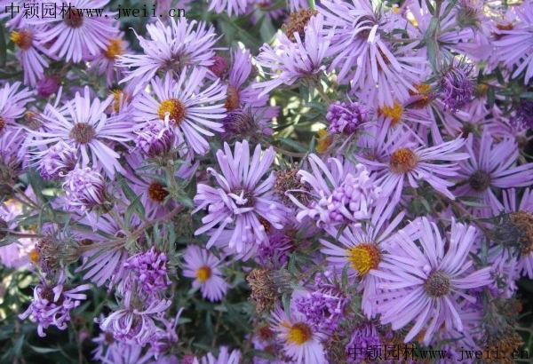 1567922905112390.jpg 野菊花6_副本.jpg