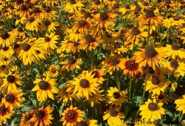 1567922921615672.jpg 野菊花8_副本.jpg