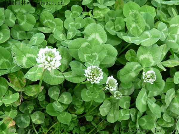 白三葉草4.jpg