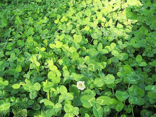 白三葉草5.jpg