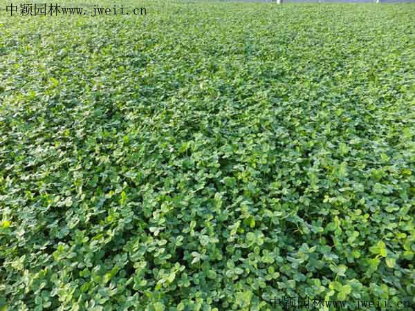 白三葉草10.jpg
