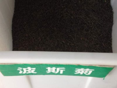 彩色波斯菊種子多少錢一斤？
