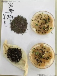 包衣波斯菊種子多少錢一斤？