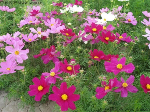 1568810742618867.jpg 波斯菊-(11).jpg