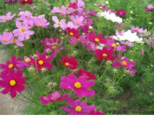 波斯菊的神話故事你聽說過嗎？