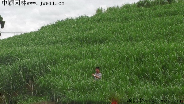 皇竹牧草8.jpg