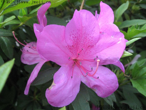 杜鵑花1_副本.jpg
