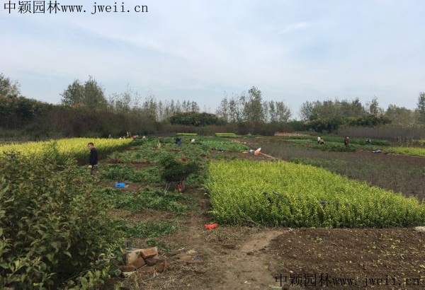 黃刺玫15_副本.jpg