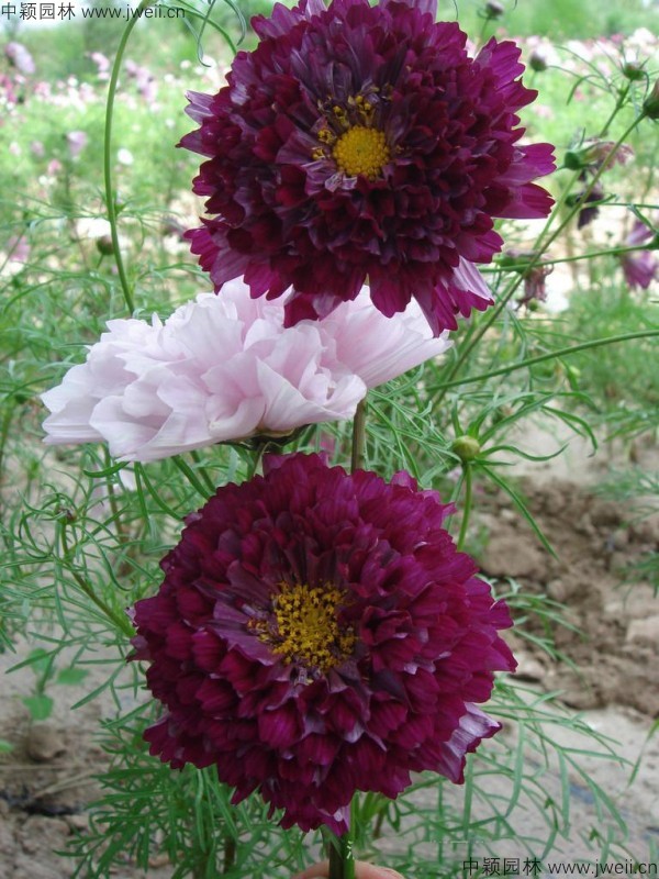 1569757820815032.jpg 波斯菊-(16).jpg