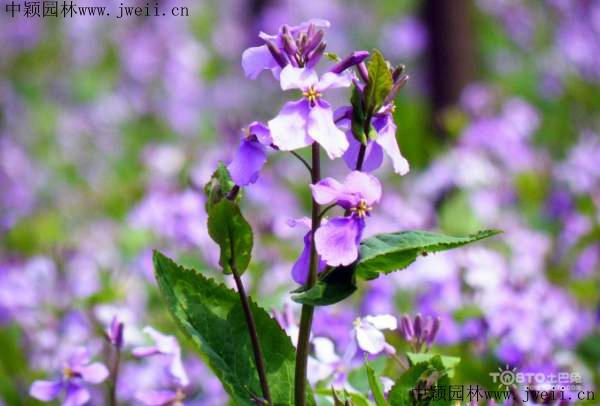 1569936066919447.jpg 二月蘭3_副本.jpg