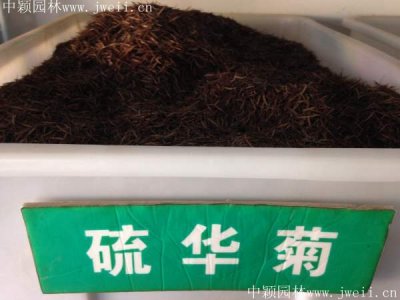 硫華菊草籽報價哪家靠譜？