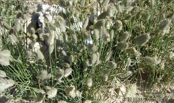 1571273052221582.jpg 冰草-(5).jpg