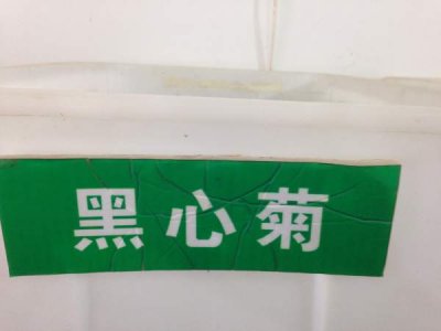 黑心金光菊草花籽多少錢一斤？