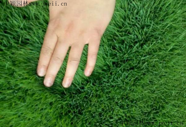 1571470501199559.jpg 剪股穎10_副本.jpg