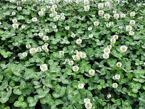 白三葉草6.jpg