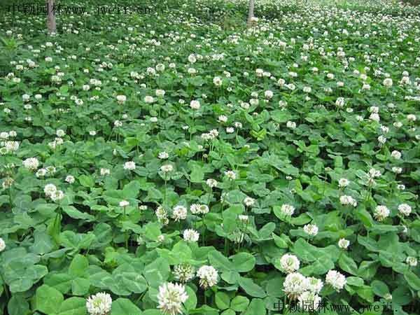白三葉草8.jpg