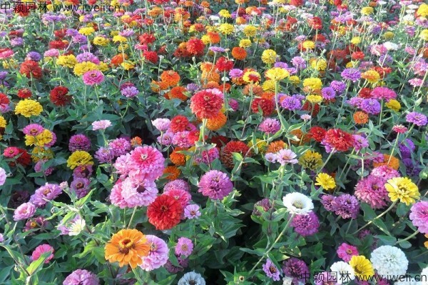 1571838433136666.jpg 百日草-(3).jpg