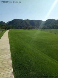 河堤護坡適合種什么草？