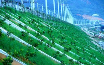 鐵路護坡可以用哪些草籽？