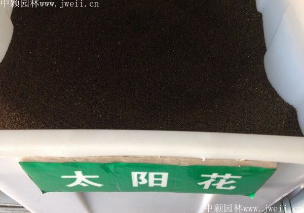 1576725977112045.jpg 太陽花.jpg