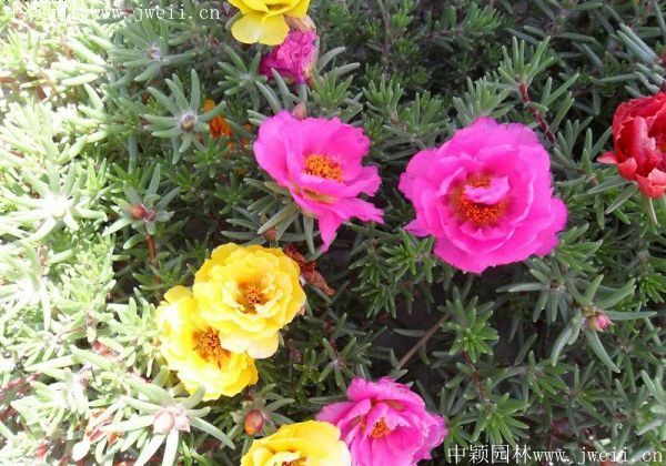 1577151739102630.jpg 太陽花4.jpg