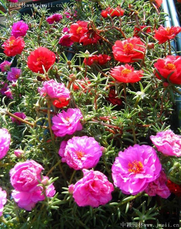 1577151782702528.jpg 太陽花7.jpg