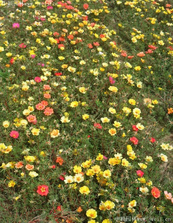 1577151794435535.jpg 太陽花13.jpg