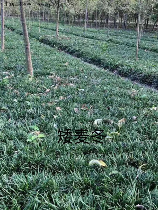 矮麥冬1_副本.jpg