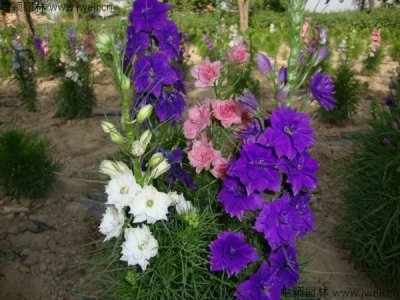 護坡花什么時間播種？