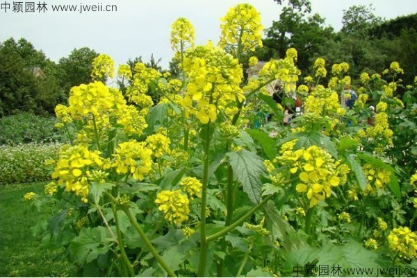 白芥子-(3).jpg