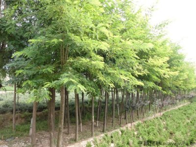 護坡種那些樹好？