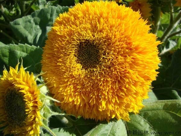 1577608848774503.jpg 向日葵-(2).jpg