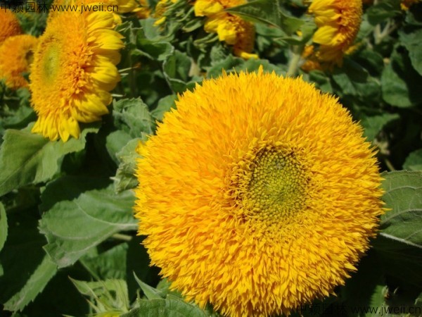 1577608866847518.jpg 向日葵-(3).jpg