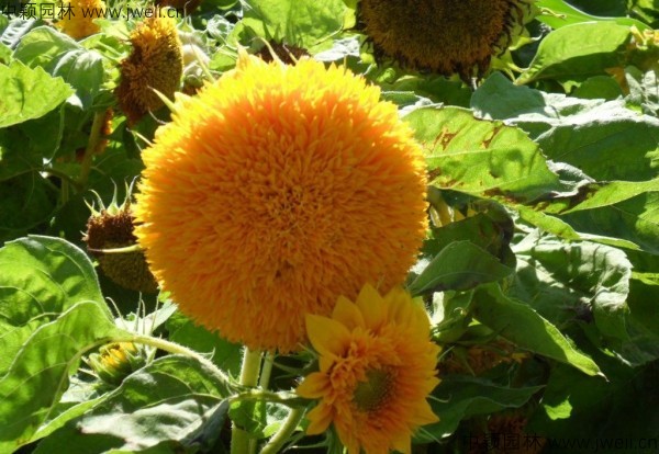 1577608886430849.jpg 向日葵-(4).jpg