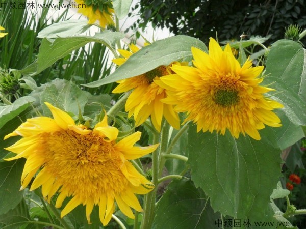 1577608899451986.jpg 向日葵-(5).jpg