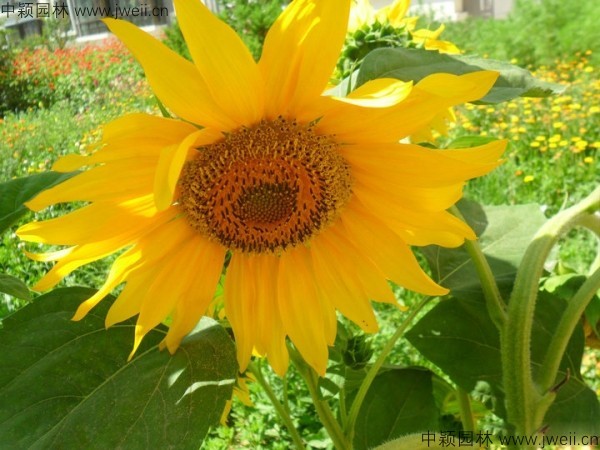 1577608910503090.jpg 向日葵-(6).jpg