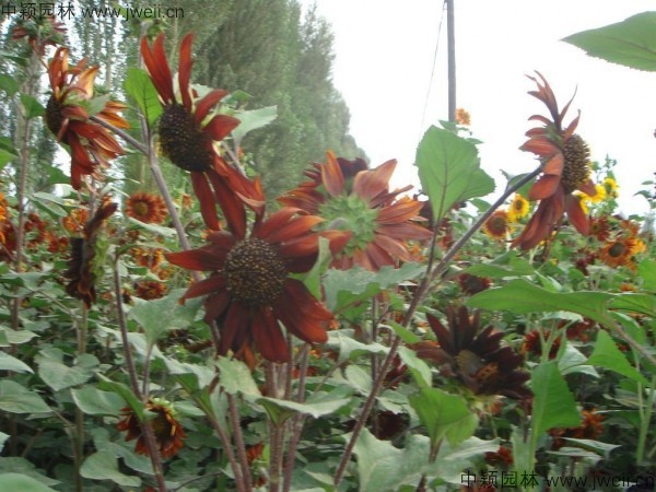 1577608920125356.jpg 向日葵-(15).jpg