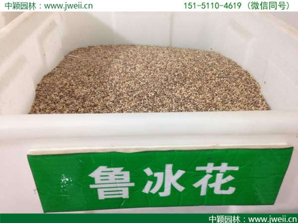 1577674194888978.jpg 魯冰花種子.jpg