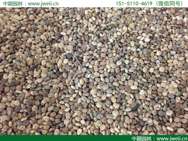 1577674203344628.jpg 魯冰花種子1.jpg