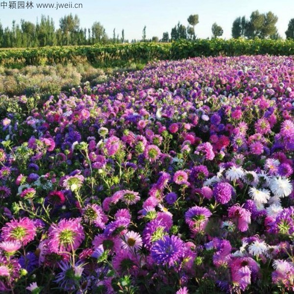 1577760080692803.jpg 翠菊-(20).jpg